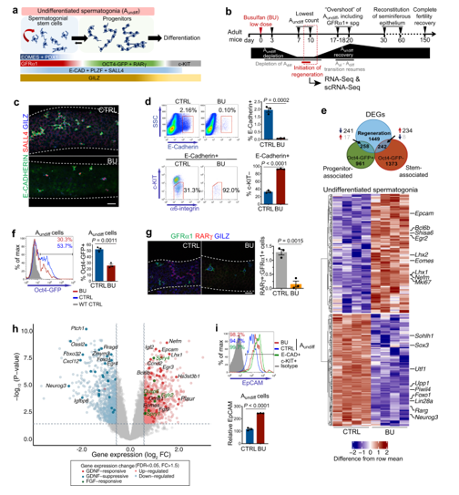 ویژگی‌های مولکولی متمایز سلول‌های بنیادی بازسازی‌کننده در رده‌ی زایای آسیب‌دیده مردان